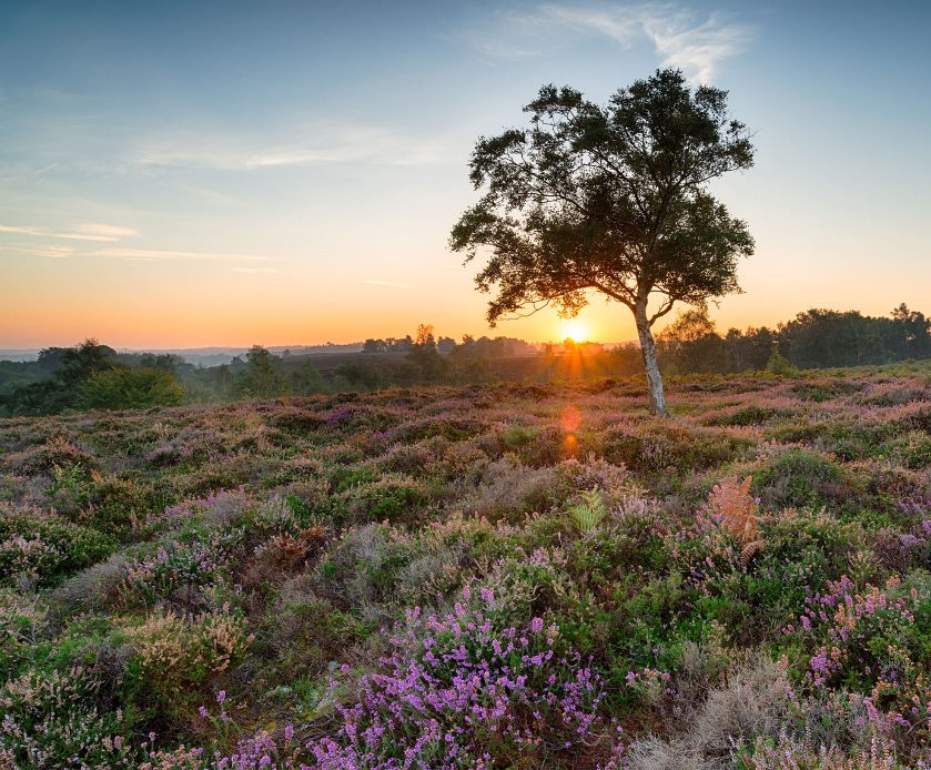 Dog Friendly Things To Do In The New Forest | Forest Lodge